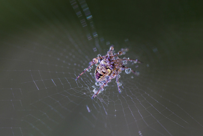 Обои картинки фото животные, пауки, spider, wet, drops, web