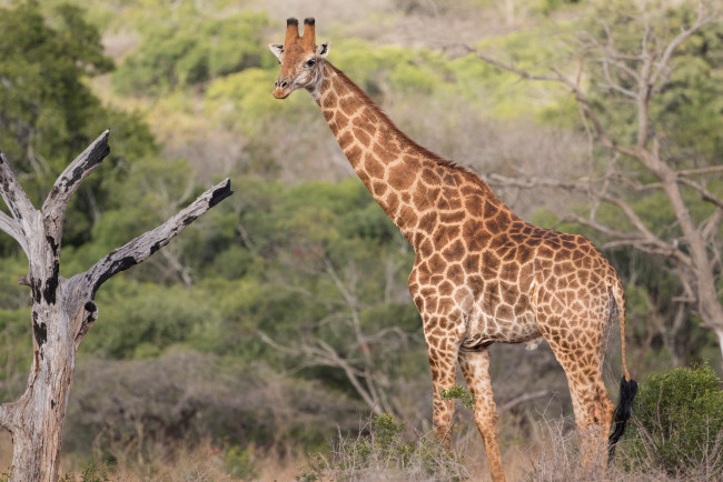 Обои картинки фото животные, жирафы, природа, животное, жираф, дерево
