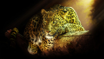 Картинка животные леопарды природа дерево животное хищник леопард