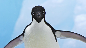 Картинка животные пингвины пингвин небо