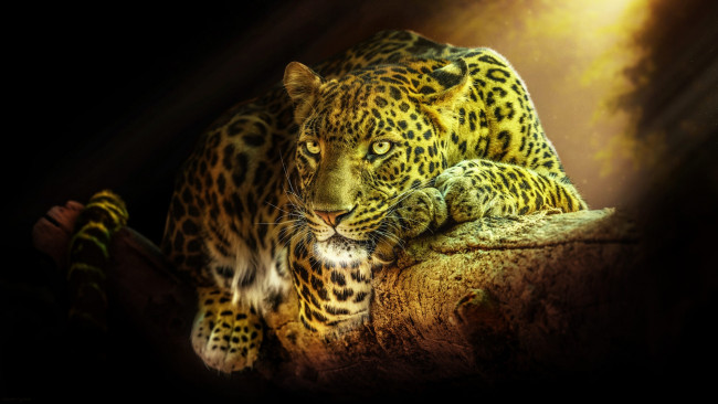 Обои картинки фото животные, леопарды, природа, дерево, животное, хищник, леопард
