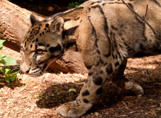 Картинка животные леопарды пятна хищник