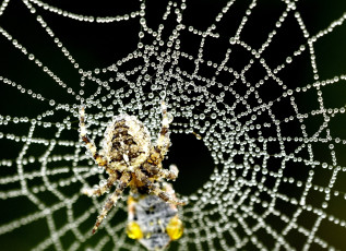 Картинка животные пауки капли паутина