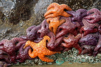 Картинка животные морские звёзды коричневые жёлтые