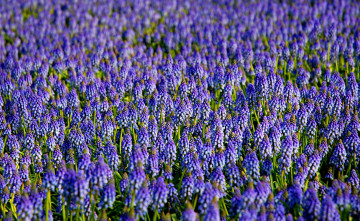Картинка цветы гиацинты много синий