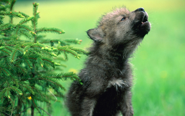 Обои картинки фото №521997, животные, волки, хищник, волчонок