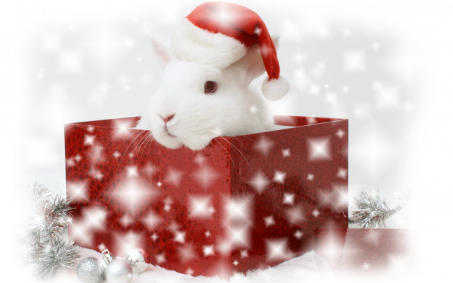 Обои картинки фото животные, кролики, зайцы, рождество, коробка, рождественский, кролик