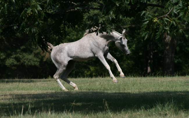 Обои картинки фото животные, лошади, прыжок, трава