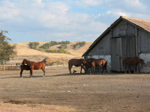 Картинка ферма животные лошади лошадь деревня загон златополье брещук