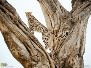 Картинка животные гепарды дерево леопард гепард