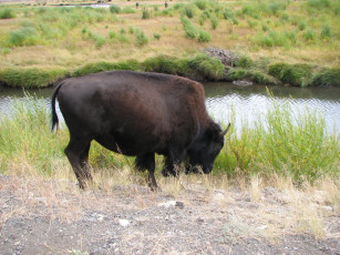 Картинка животные зубры бизоны корова