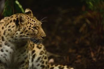 Картинка животные леопарды красавец профиль