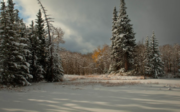 обоя природа, зима, снег, деревья, ель, хвойные, тучи