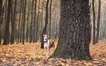 Картинка животные собаки осень листья собака
