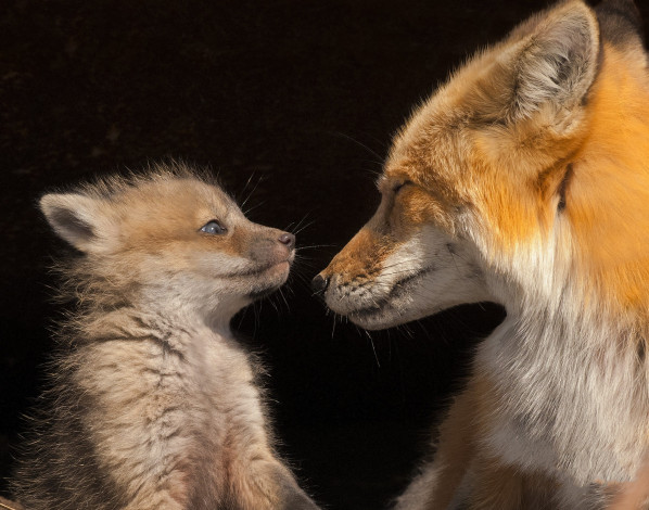 Обои картинки фото животные, лисы, детёныш, лисёнок, материнство