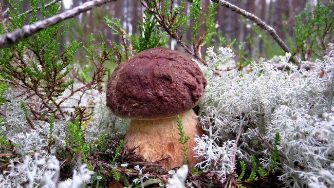 Обои картинки фото природа, грибы, мох, боровик, гриб