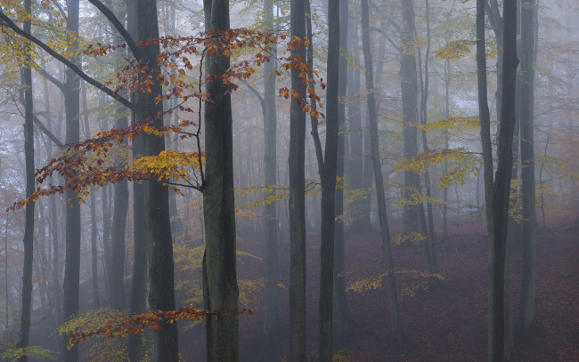 Обои картинки фото природа, лес, туман
