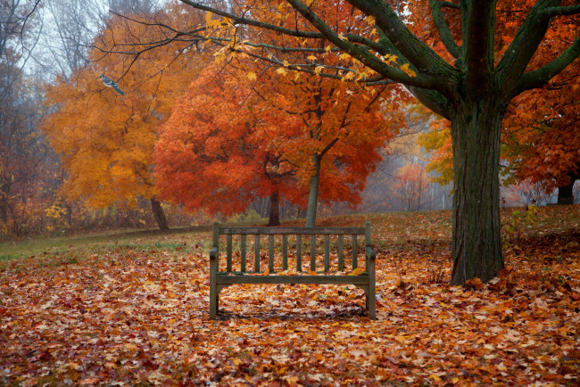 Обои картинки фото природа, деревья, осень, парк, скамейка, листья