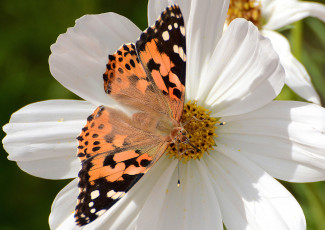 Картинка животные бабочки цветок ванесса чертополоховая чертополоховка репейница космея макро