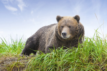 Картинка животные медведи бурый