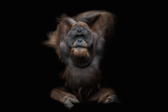Картинка животные обезьяны орангутанг крутой