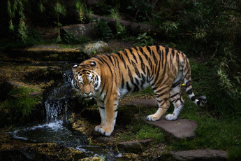 Картинка животные тигры вода хищник