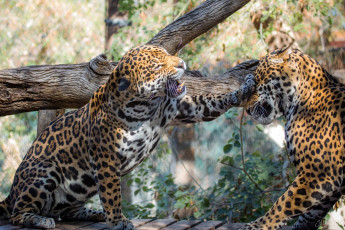 Картинка животные Ягуары ягуары пара драка игра