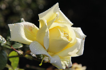 Картинка цветы розы роза желтая