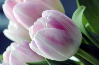 Картинка цветы тюльпаны макро нежность