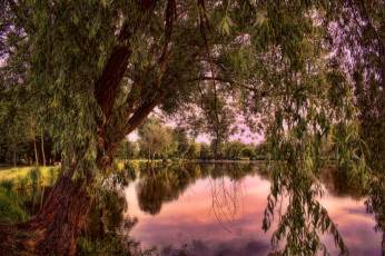 Картинка природа реки озера река лес мост ветла ветки листва