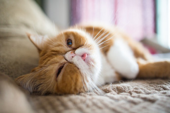 Картинка животные коты котэ экзот отдых расслабон боке