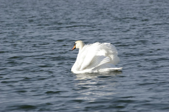 Картинка животные лебеди вода белый лебедь