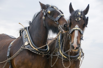 Картинка животные лошади кони пара упряжка сбруя