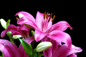 Картинка цветы лилии лилейники розовый