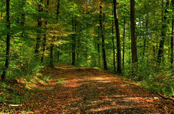 Картинка германия гессен природа дороги лес дорога