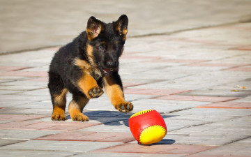 Картинка животные собаки щенок немецкая овчарка мяч