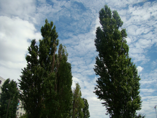 Обои картинки фото природа, деревья