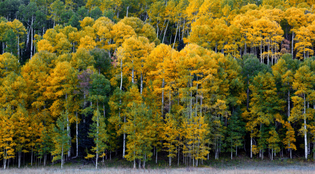 Обои картинки фото ridgway, colorado, природа, лес, риджуэй, колорадо, осень, деревья