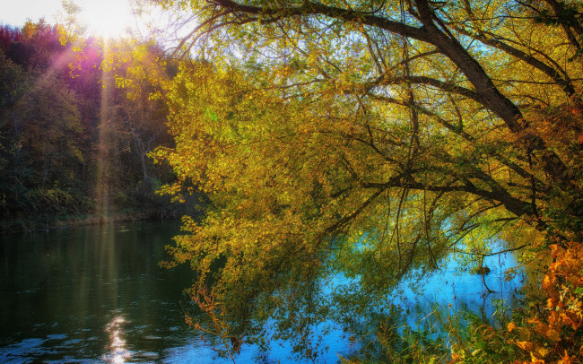 Обои картинки фото природа, реки, озера, свет, желтая, листва, береза, река, осень