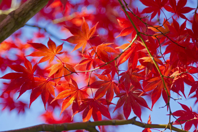 Обои картинки фото природа, листья, осень, ветки, макро