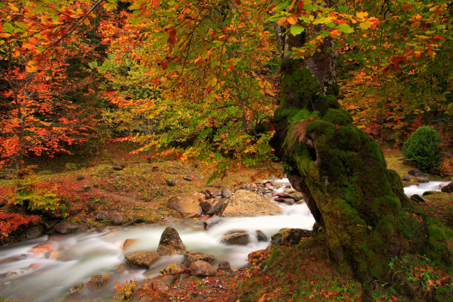 Обои картинки фото природа, реки, озера, осень, река, дерево, мох, листва