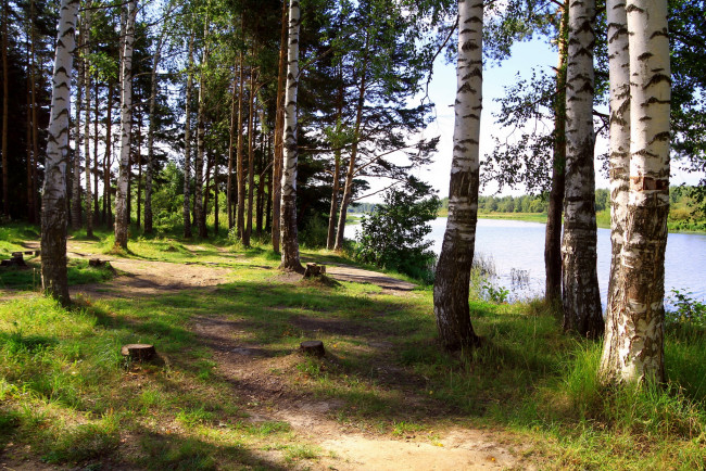 Обои картинки фото Ярославль, река, солоница, природа, лес, деревья