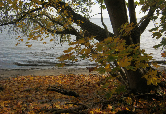 Обои картинки фото польша, пуцк, природа, деревья, река, побережье, осень