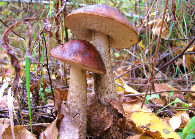 Обои картинки фото природа, грибы, двойня