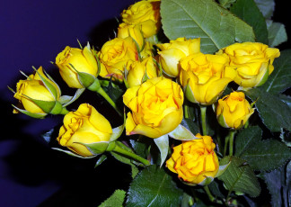 Картинка цветы тюльпаны букет желтые