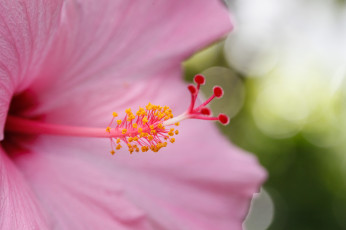 Картинка цветы гибискусы гибискус розовый тычинки пестик макро