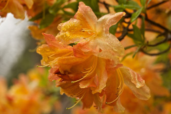 Картинка цветы рододендроны+ азалии макро капли оранжевый