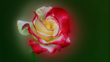 Картинка цветы розы роза природа макро стебель лепестки