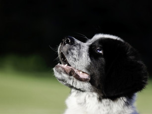 Картинка животные собаки щенок собака морда great pyrenees-newfoundland mix