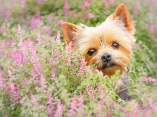 Картинка животные собаки собака йорк йоркширский терьер цветы взгляд мордашка
